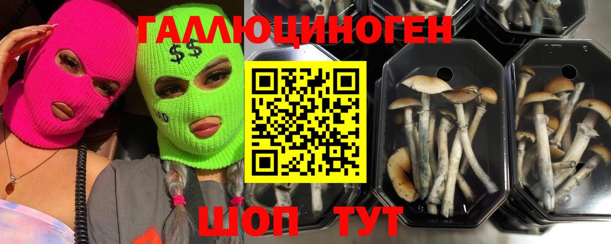 Майский  что такое   Вход с VPN  Галлюциногенные грибы Cubensis 